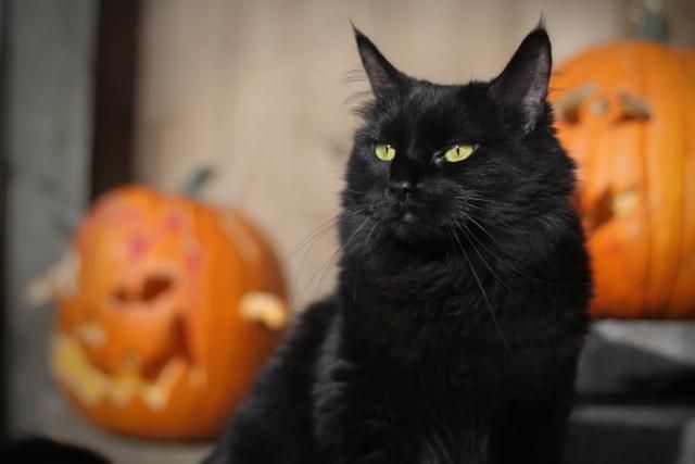 Котик